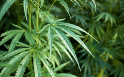 The Ultimate Guide to 2025 U.S. Cannabis Conferences: Must-Attend Events for Industry Professionals
