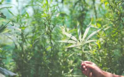Dispensary Marketing in 2025: How to Stay Ahead in the Evolving Cannabis Industry